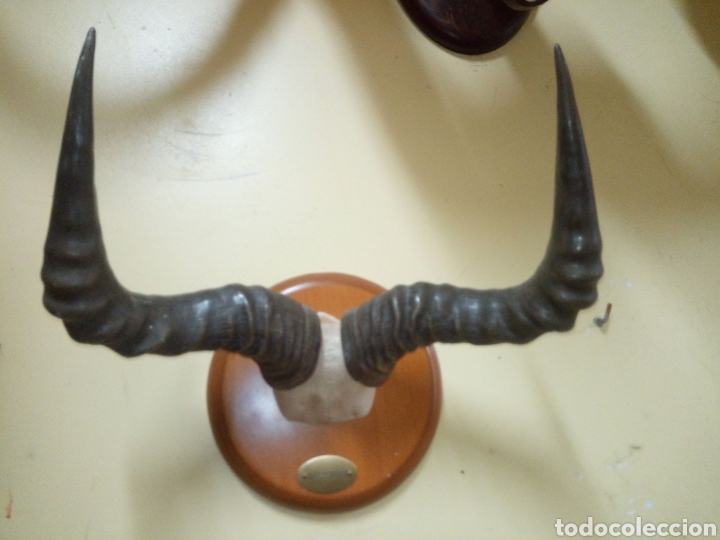 Antig&uuml;edades: Frontal ant&iacute;lope africano - Foto 2
