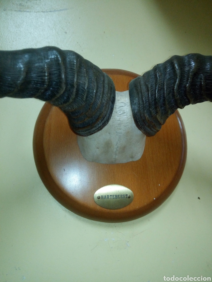Antig&uuml;edades: Frontal ant&iacute;lope africano - Foto 1