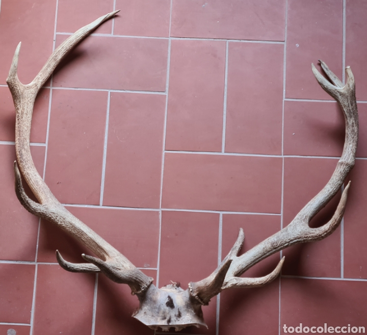 cuernos ciervo ibérico de trece puntas - Comprar Troféus de Caça