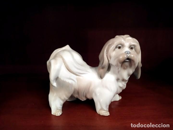 Antig&uuml;edades: PERRO LLADRO MOSTACHOS BRILLO - Foto 1