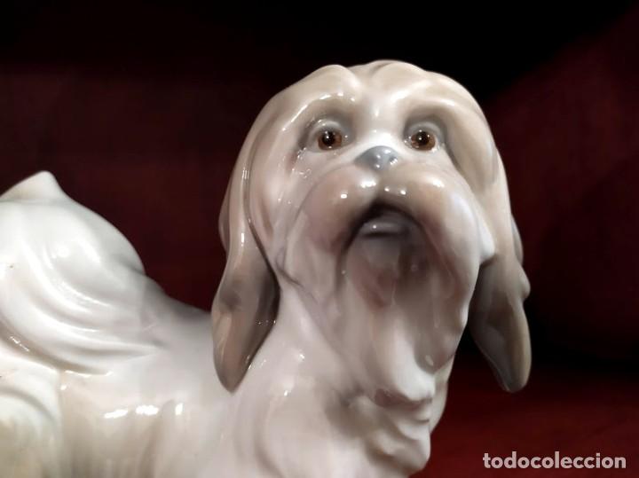 Antig&uuml;edades: PERRO LLADRO MOSTACHOS BRILLO - Foto 2