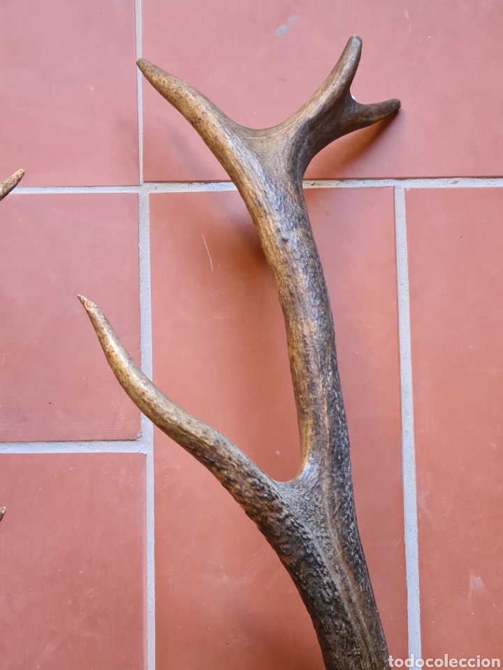 pareja de cuernas venado 11 puntas ciervo - dec - Acheter Antiquités et  objets de chasse sur todocoleccion
