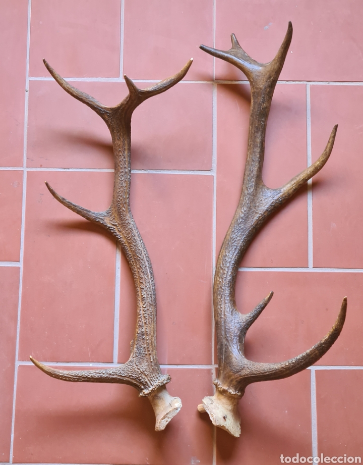 pareja de cuernas venado 11 puntas ciervo - dec - Acheter Antiquités et  objets de chasse sur todocoleccion