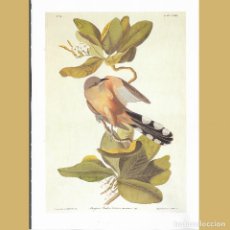 Antigüedades: CUCO DE MANGLAR COCCYZUS SENICULUS JOHN J. AUDUBON LÁMINA REPRODUCCIÓN OFFSET LIBRO BIRDS OF AMERICA