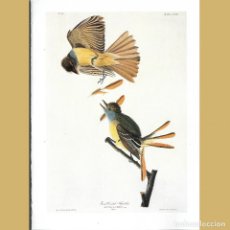 Antigüedades: PAPAMOSCAS MUSCICAPA CRINITA. JOHN J. AUDUBON LÁMINA REPRODUCCIÓN OFFSET LIBRO BIRDS OF AMERICA