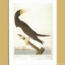 Antigüedades: ALCATRAZ SULA FUSCA. JOHN J. AUDUBON LÁMINA REPRODUCCIÓN OFFSET LIBRO BIRDS OF AMERICA. Lote 364777576