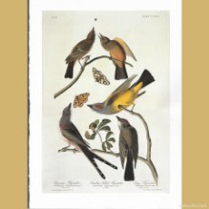 Antigüedades: PAPAMOSCAS, 3 ESPECIES. JOHN J. AUDUBON LÁMINA REPRODUCCIÓN OFFSET LIBRO BIRDS OF AMERICA.. Lote 364901486