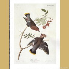 Antigüedades: AMPELIS BOMBYCILLA GARRULA. JOHN J. AUDUBON LÁMINA REPRODUCCIÓN OFFSET LIBRO BIRDS OF AMERICA