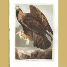 Antigüedades: ÁGUILA REAL AQUILA CHRYSAETOS. JOHN J. AUDUBON LÁMINA REPRODUCCIÓN OFFSET LIBRO BIRDS OF AMERICA