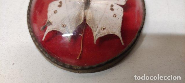 Antig&uuml;edades: ANTIGUA MARIPOSA ENMARCADA DE MADAGASCAR - Foto 2