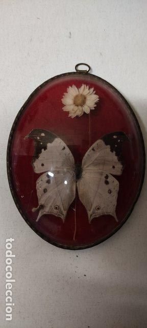 Antig&uuml;edades: ANTIGUA MARIPOSA ENMARCADA DE MADAGASCAR - Foto 1