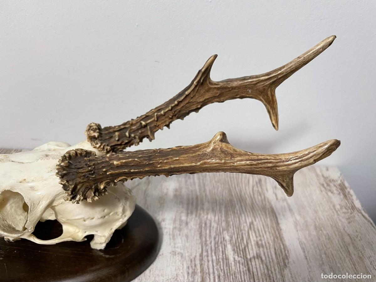 Antig&uuml;edades: TROFEO CAZA CRANEO CORZO E. LACOMA - Foto 5