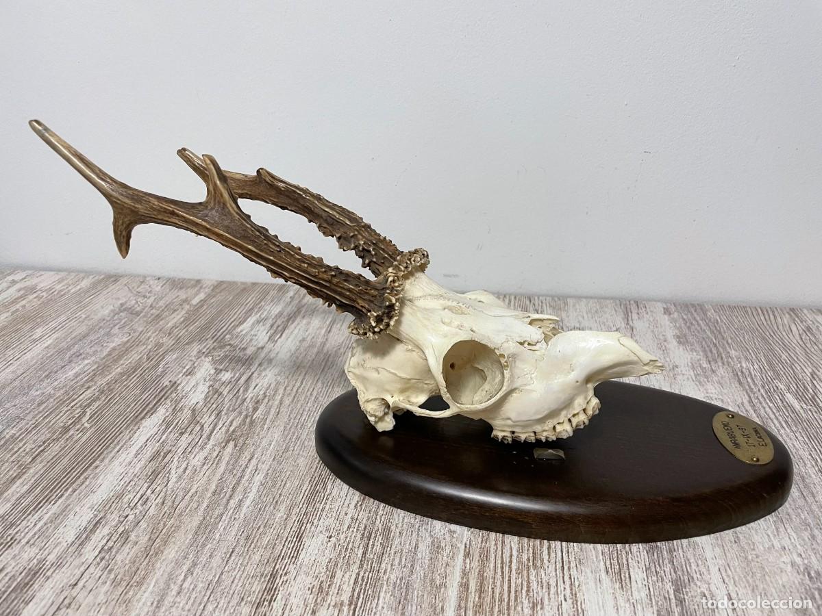 Antig&uuml;edades: TROFEO CAZA CRANEO CORZO E. LACOMA - Foto 10