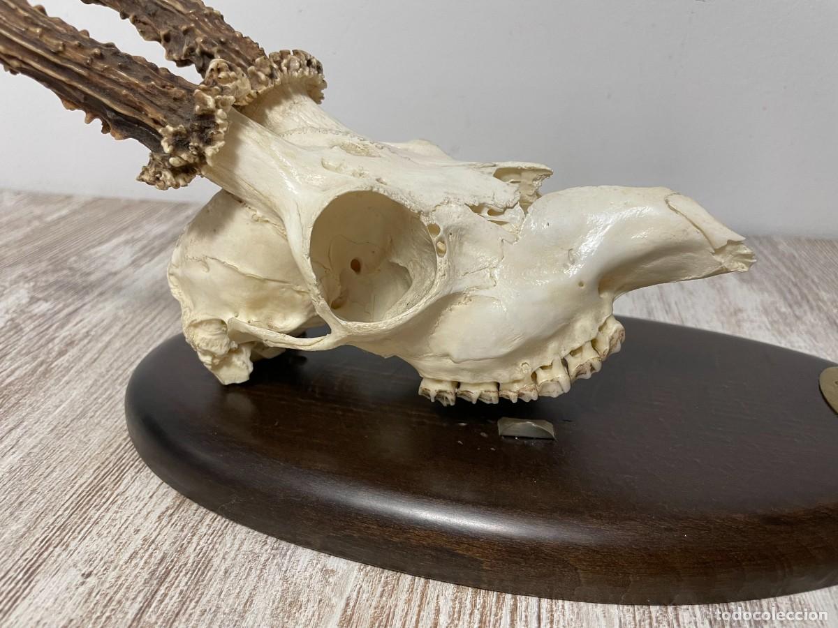 Antig&uuml;edades: TROFEO CAZA CRANEO CORZO E. LACOMA - Foto 11