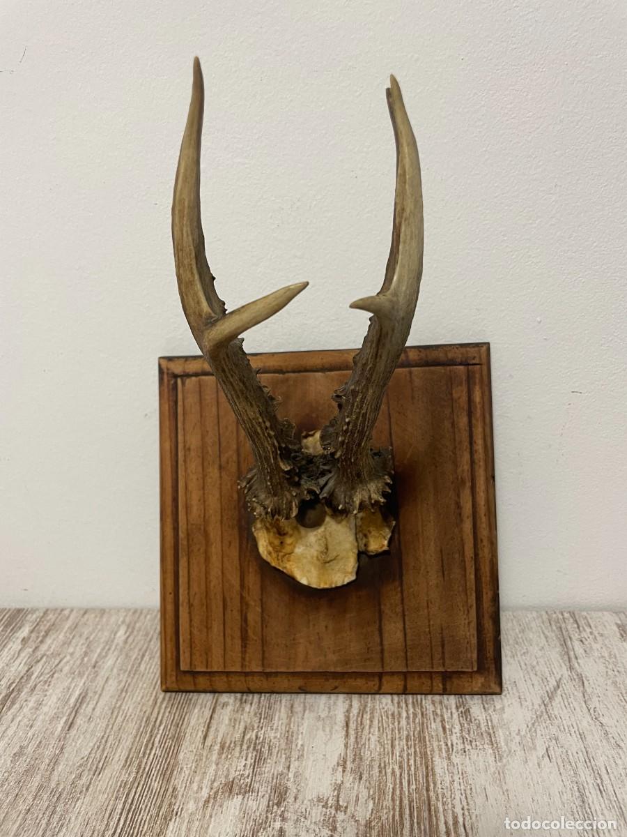 Antig&uuml;edades: TROFEO CAZA CORNAMENTA CORZO - Foto 1