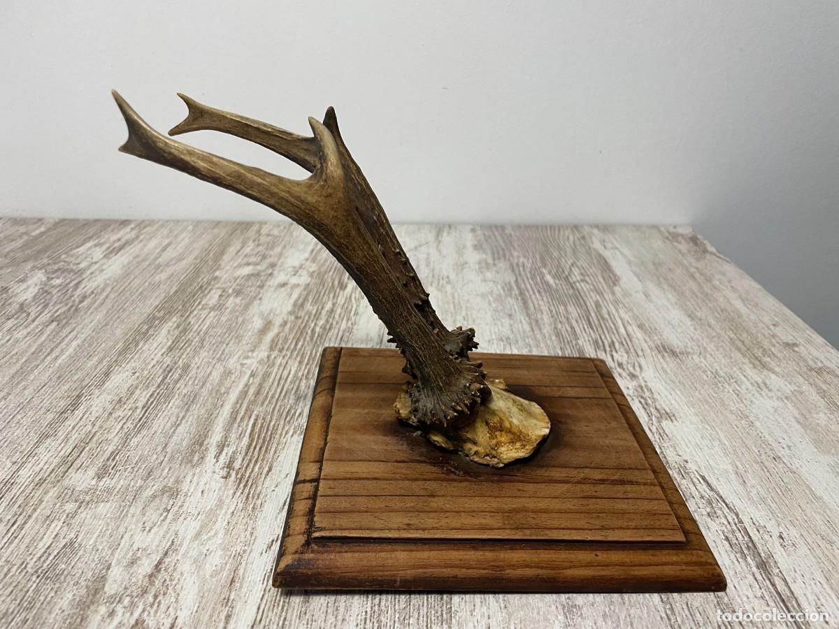 Antig&uuml;edades: TROFEO CAZA CORNAMENTA CORZO - Foto 4