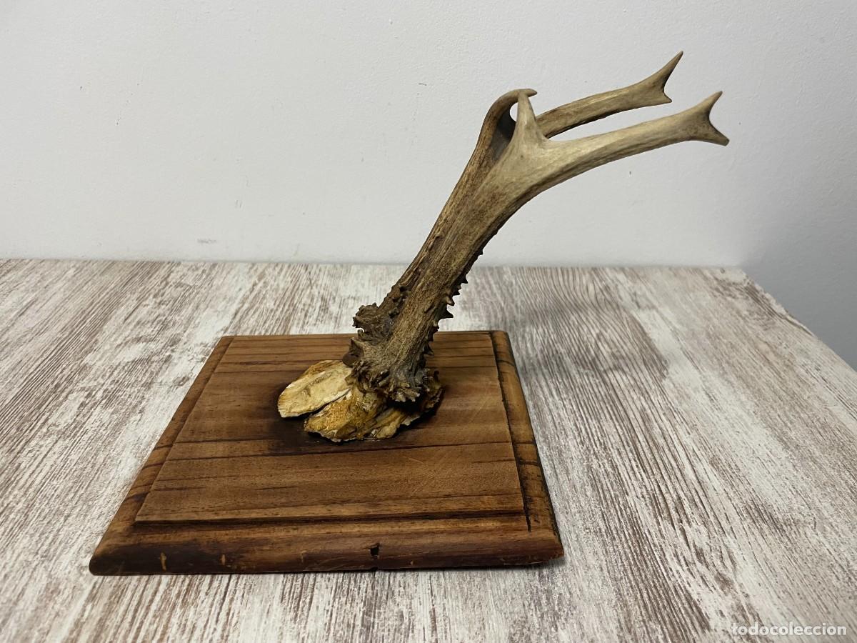 Antig&uuml;edades: TROFEO CAZA CORNAMENTA CORZO - Foto 5