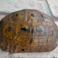Antigüedades: CAPARAZÓN DE TORTUGA DE TIERRA ANTIGUO DISECADO TAXIDERMIA AÑOS 60