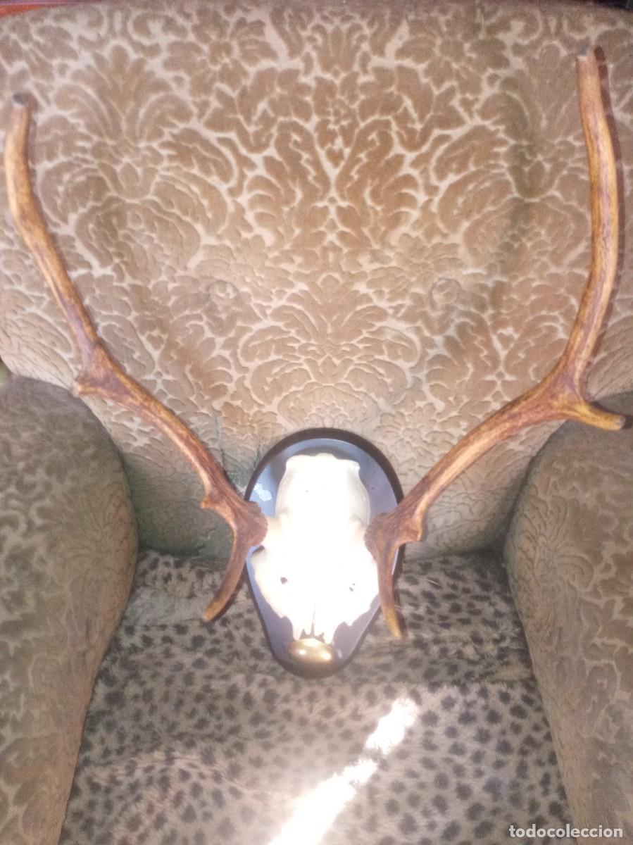 Antig&uuml;edades: CORNAMENTA-VENADO. - Foto 3