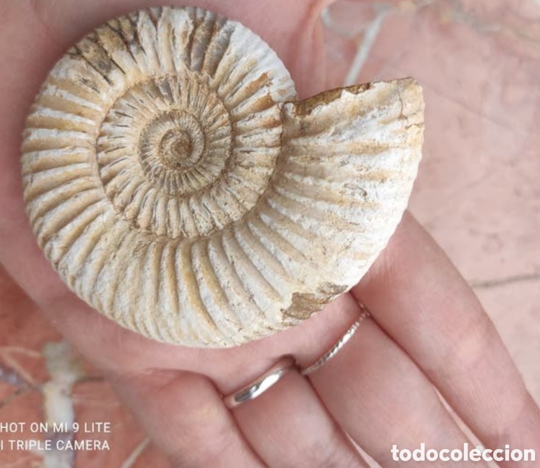 Antig&uuml;edades: Ammonite - Foto 1