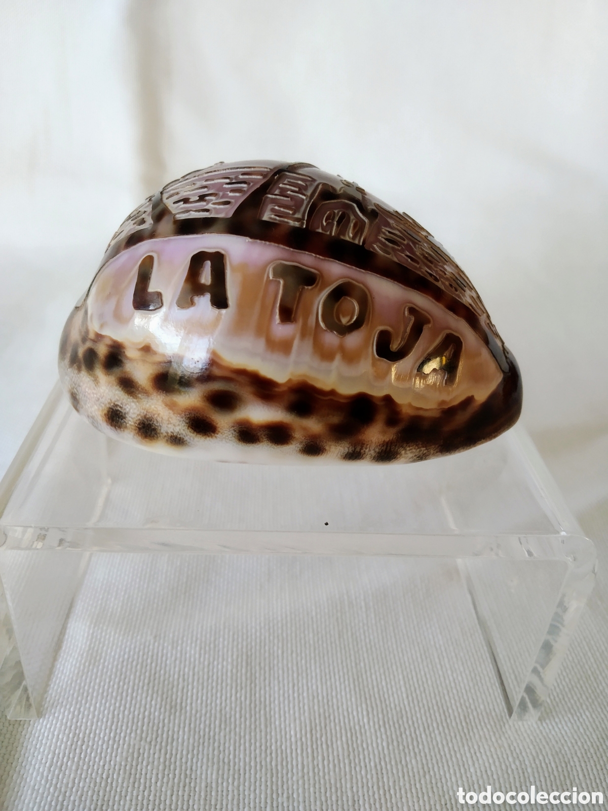 Oggetti Antichi: CONCHA DE MOLUSCO TALLADO RECUERDO DE LA TOJA