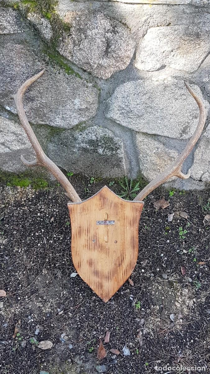 Antig&uuml;edades: CUERNA ASTA VENADO 10 PUNTAS - Foto 6