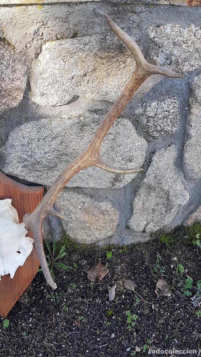 Antig&uuml;edades: CUERNA ASTA VENADO 10 PUNTAS - Foto 7