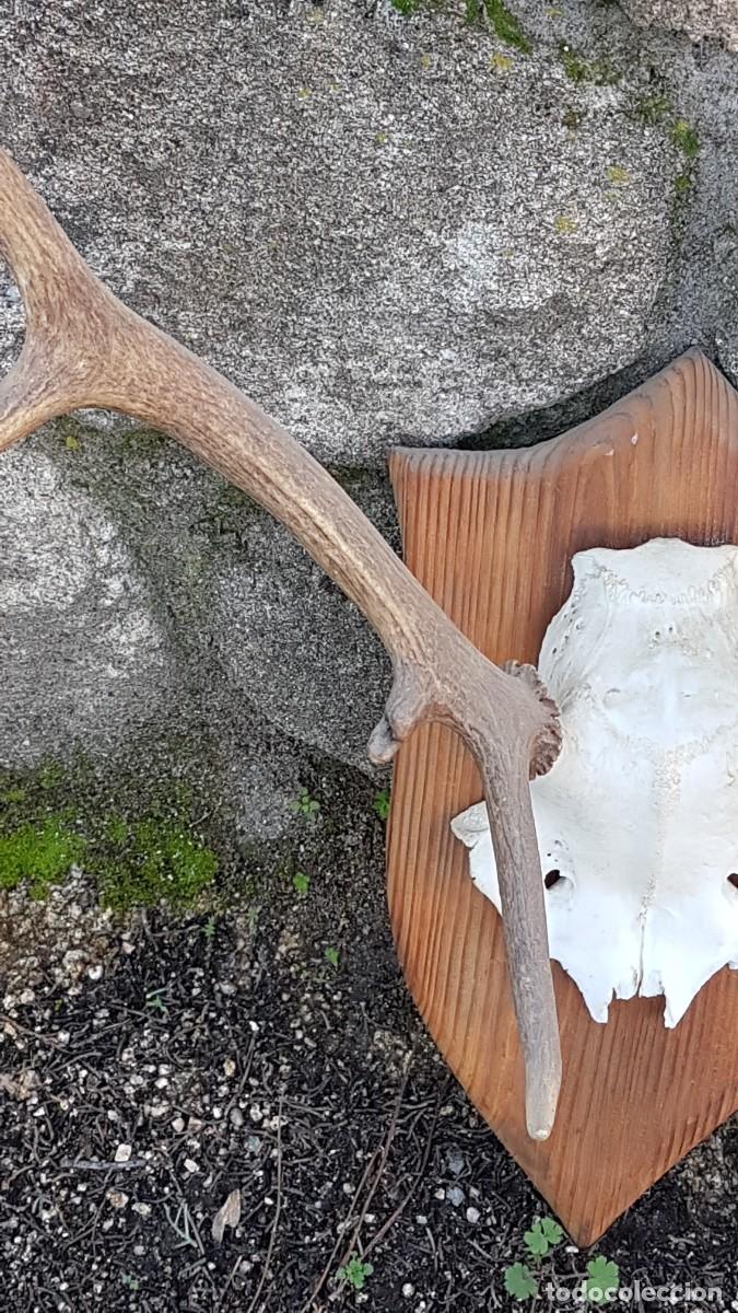 Antig&uuml;edades: CUERNA ASTA VENADO 10 PUNTAS - Foto 8
