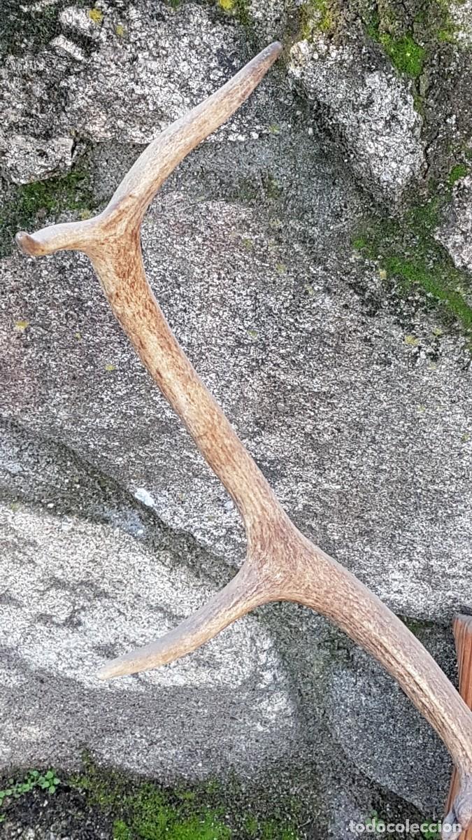 Antig&uuml;edades: CUERNA ASTA VENADO 10 PUNTAS - Foto 9