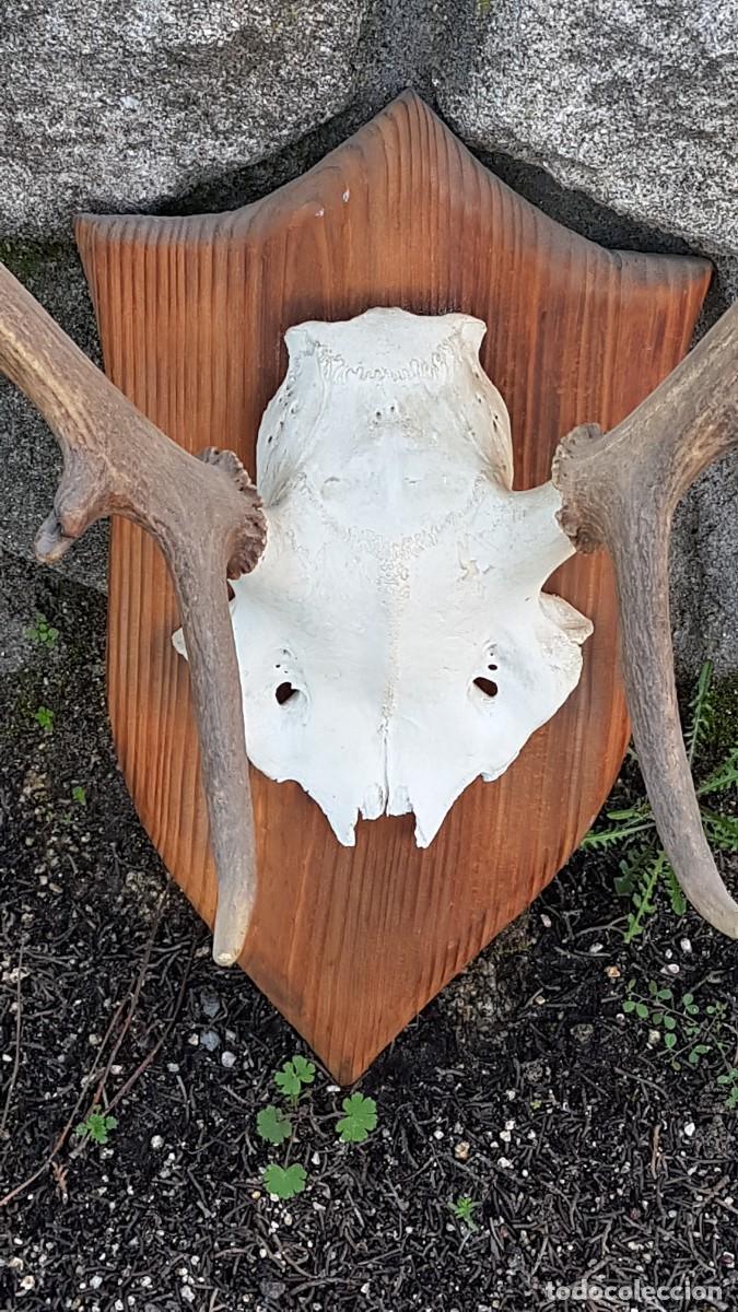 Antig&uuml;edades: CUERNA ASTA VENADO 10 PUNTAS - Foto 5