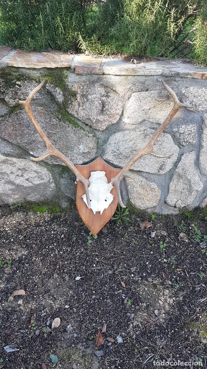 Antig&uuml;edades: CUERNA ASTA VENADO 10 PUNTAS - Foto 4