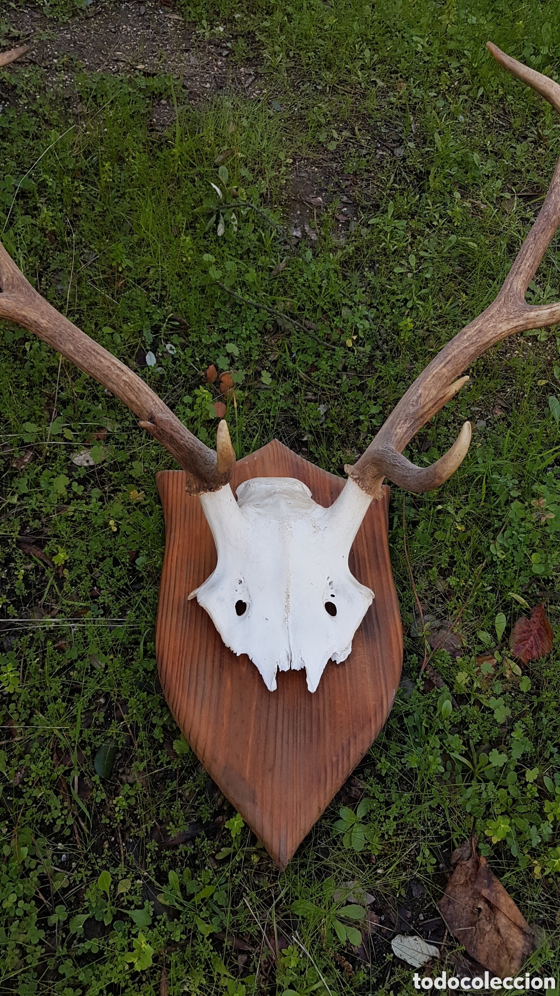 Antig&uuml;edades: CUERNA ASTA VENADO 10 PUNTAS - Foto 2