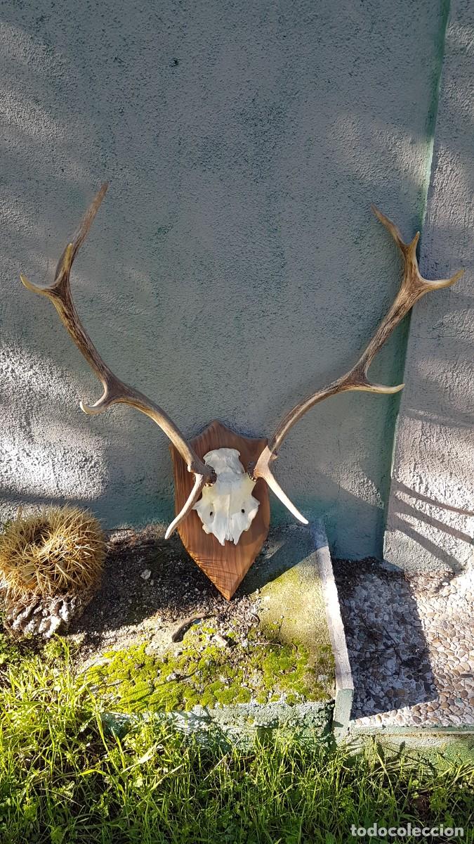 Antig&uuml;edades: CUERNA ASTA VENADO 10 PUNTAS - Foto 7