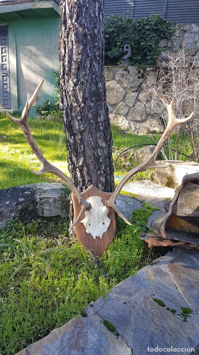 Antig&uuml;edades: CUERNA ASTA VENADO 10 PUNTAS - Foto 3