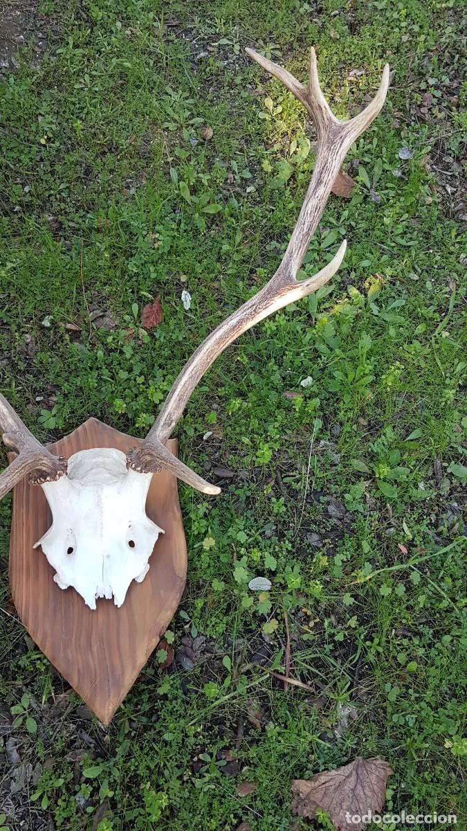 Antig&uuml;edades: CUERNA ASTA VENADO 10 PUNTAS - Foto 6