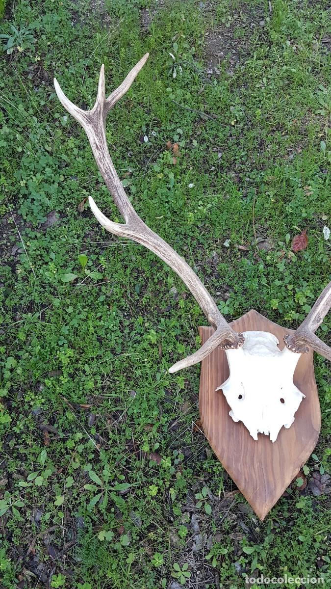 Antig&uuml;edades: CUERNA ASTA VENADO 10 PUNTAS - Foto 8