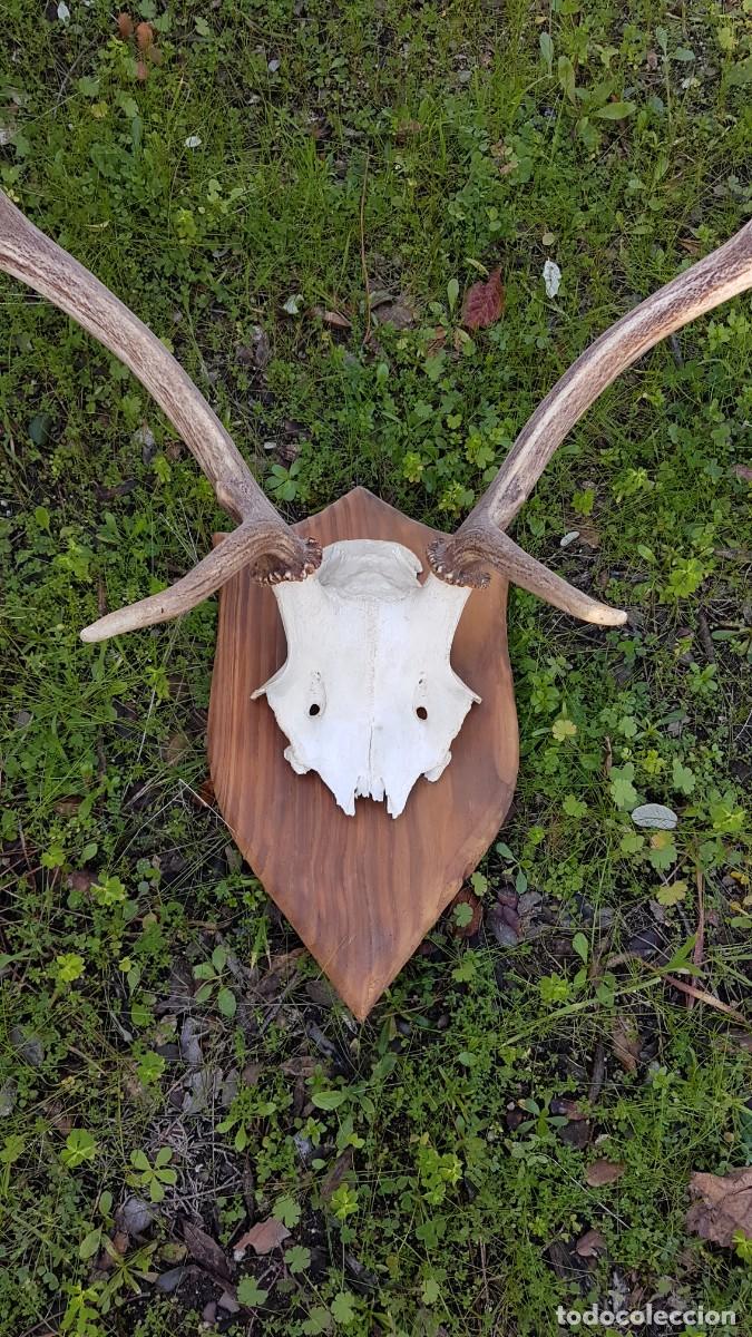 Antig&uuml;edades: CUERNA ASTA VENADO 10 PUNTAS - Foto 9