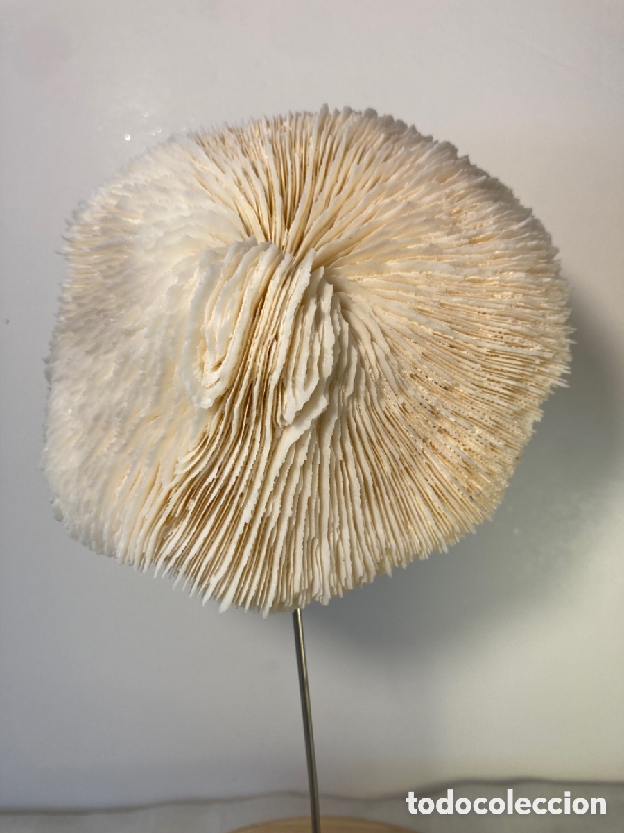 Antig&uuml;edades: Coral blanco sobre base de madera (1) - Foto 2