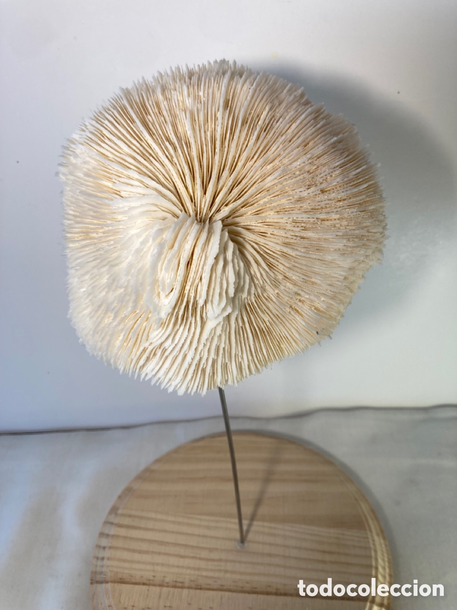 Antig&uuml;edades: Coral blanco sobre base de madera (1) - Foto 3