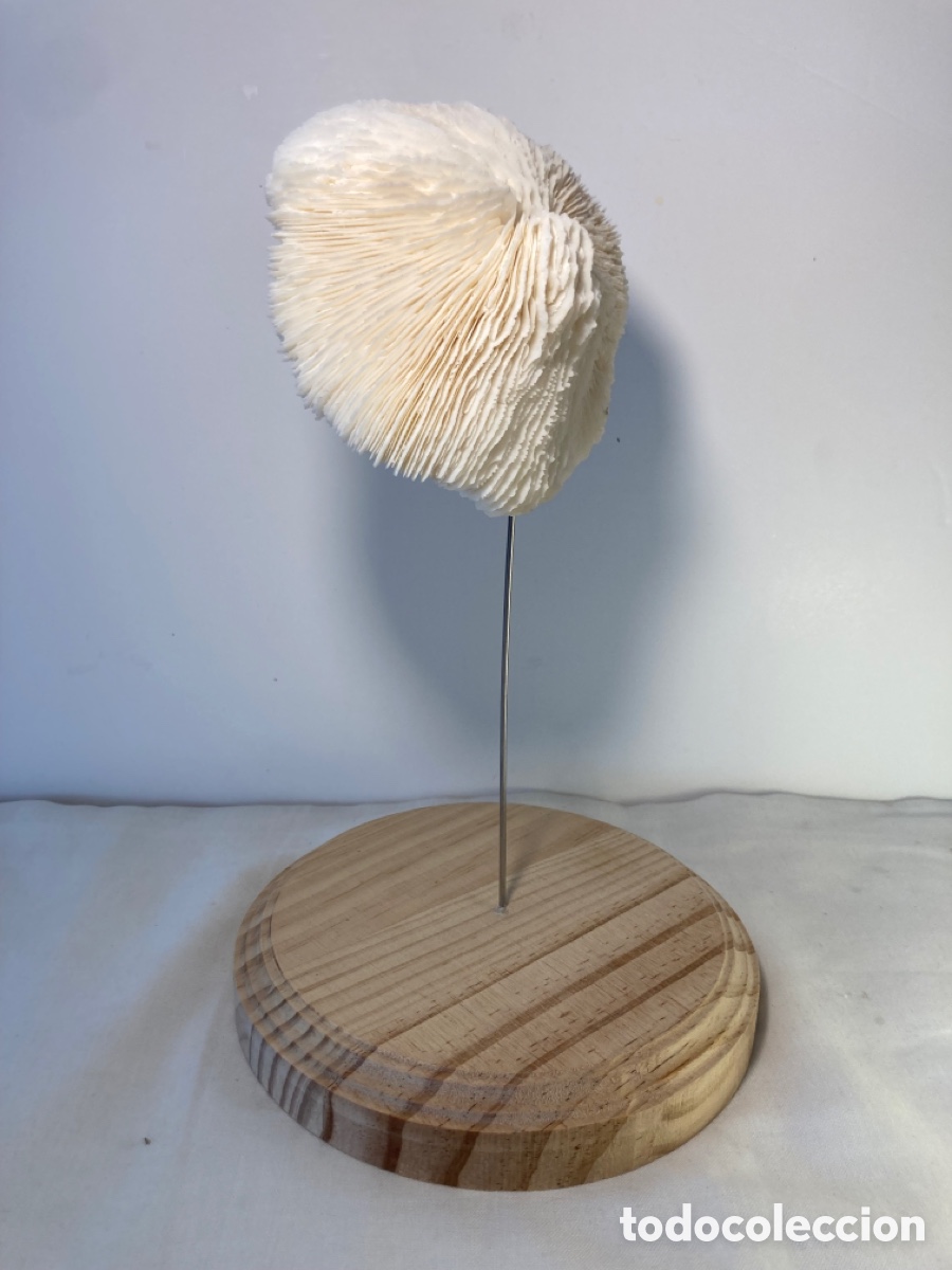 Antig&uuml;edades: Coral blanco sobre base de madera (1) - Foto 4