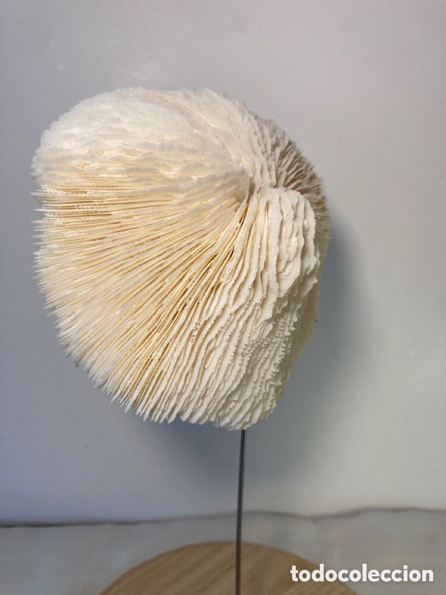 Antig&uuml;edades: Coral blanco sobre base de madera (1) - Foto 5