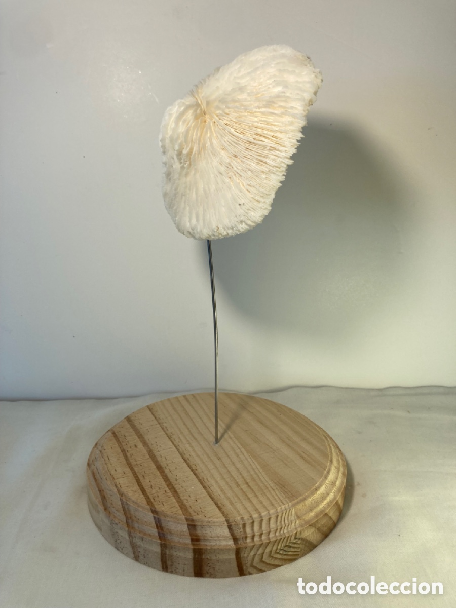 Antig&uuml;edades: Coral blanco sobre base de madera (1) - Foto 6