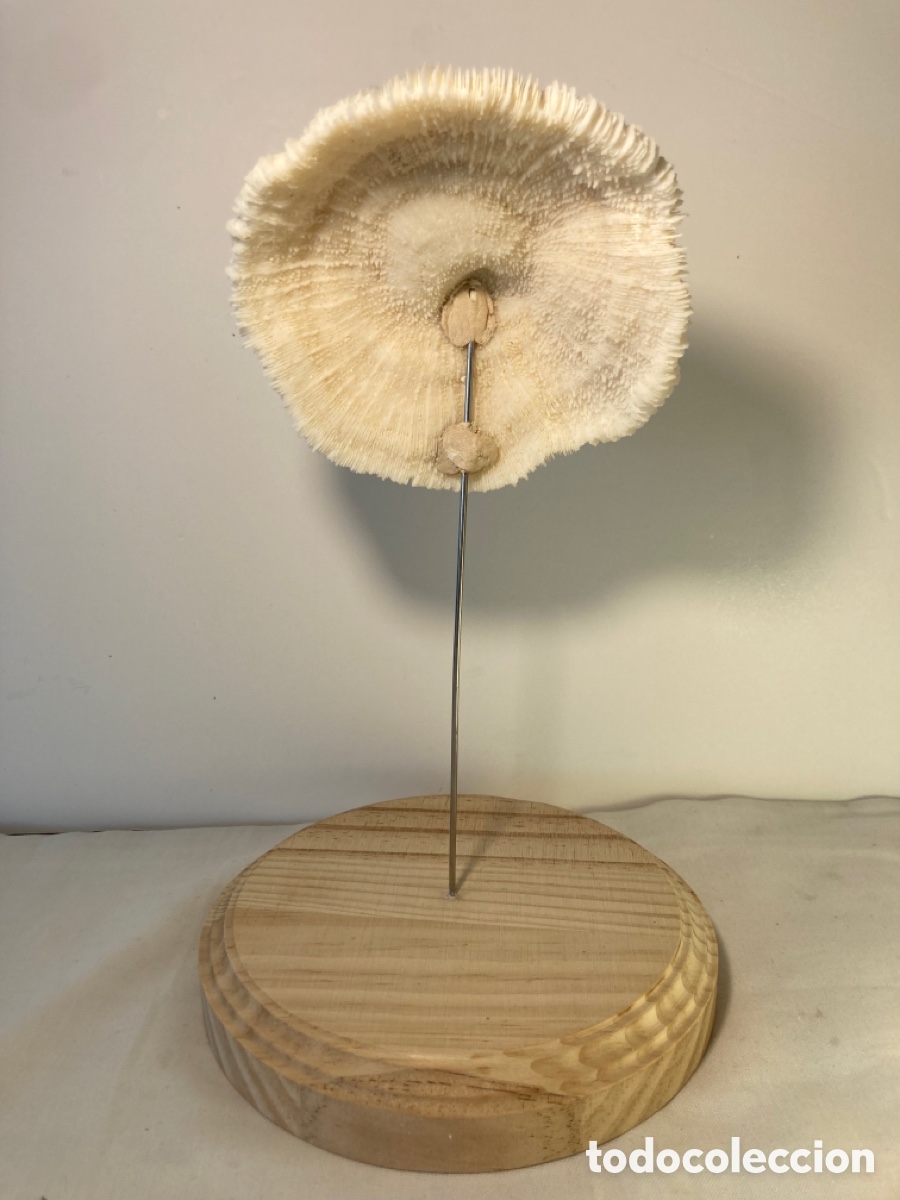 Antig&uuml;edades: Coral blanco sobre base de madera (1) - Foto 8