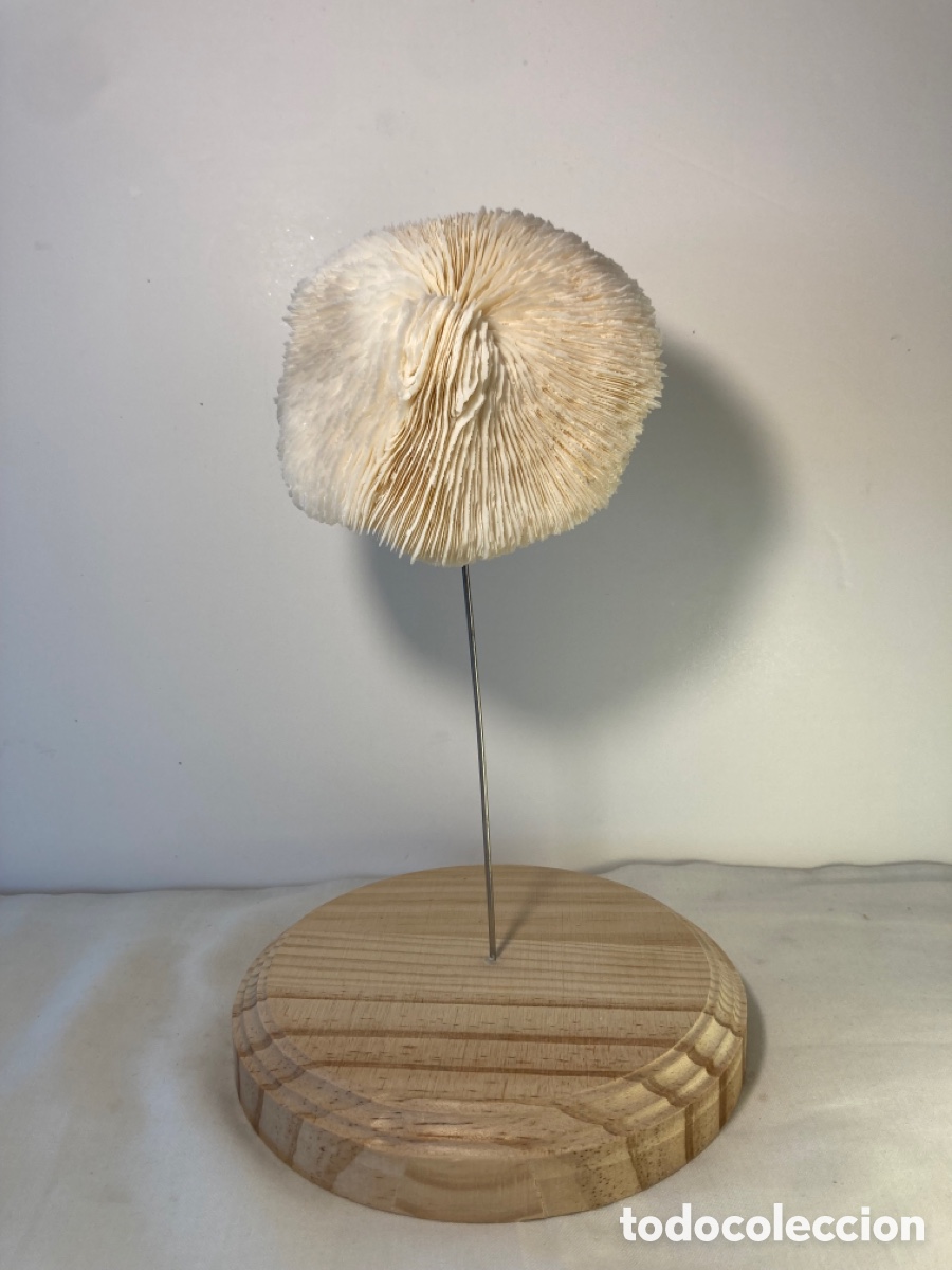 Antig&uuml;edades: Coral blanco sobre base de madera (1) - Foto 1