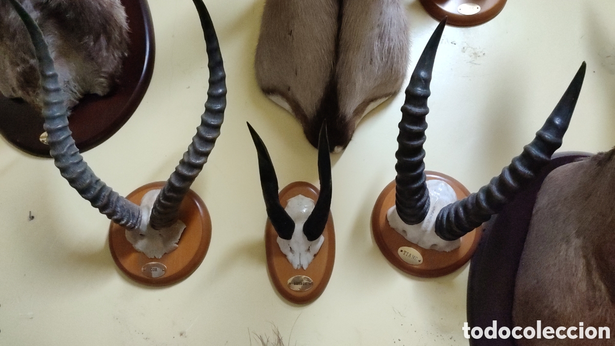 Antig&uuml;edades: Frontales africanos - Foto 1
