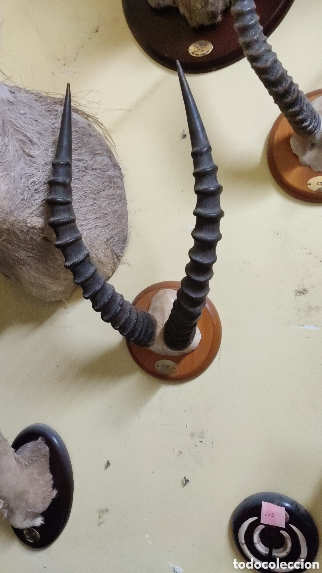Antig&uuml;edades: Frontales africanos - Foto 2