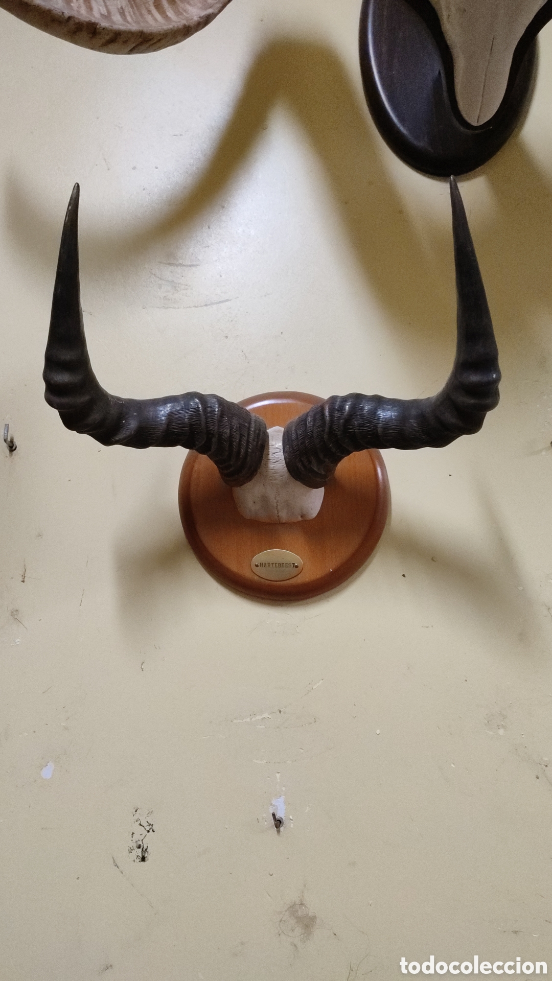 Antig&uuml;edades: Frontales africanos - Foto 4