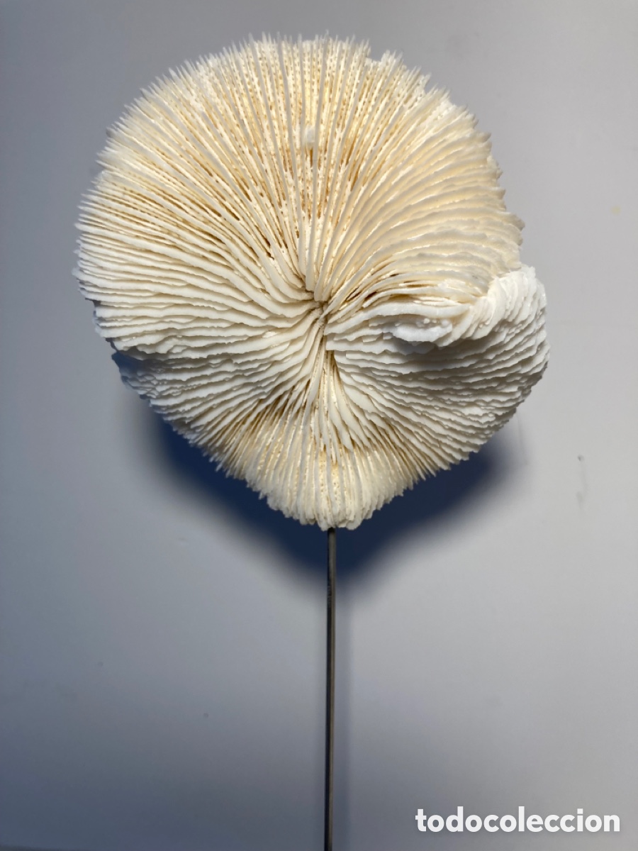 Antig&uuml;edades: Coral blanco sobre base de madera (3) - Foto 2