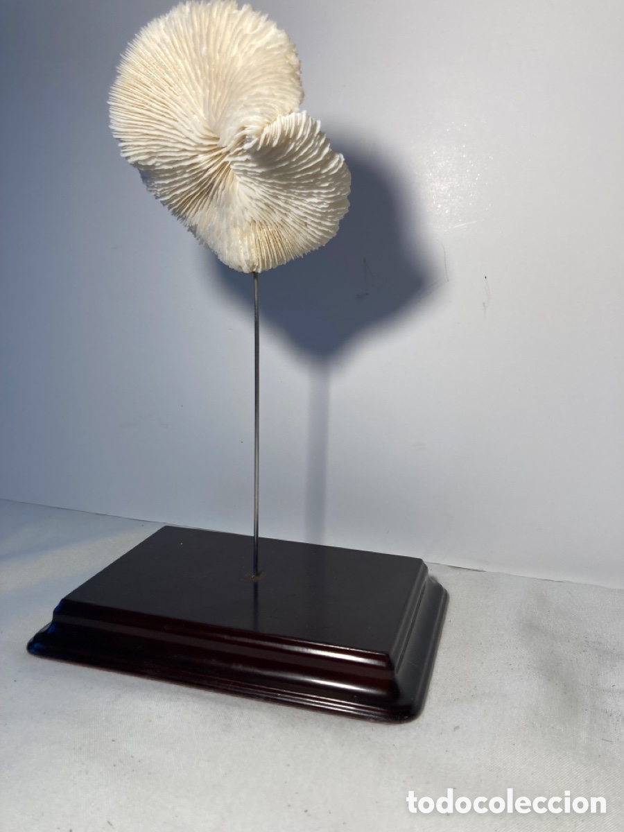 Antig&uuml;edades: Coral blanco sobre base de madera (3) - Foto 4