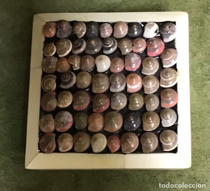 Antig&uuml;edades: JOYERO CON HUESO Y CARACOLAS - Foto 2